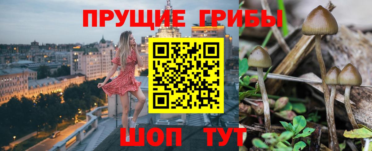 Псилоцибиновые грибы Psilocybine cubensis Урус-Мартан